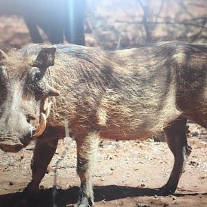 Warthog South Africa