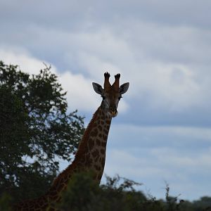 Giraffe South Africa