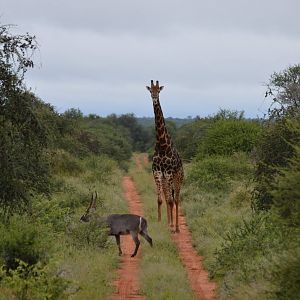 Waterbuck & Giraffe South Africa