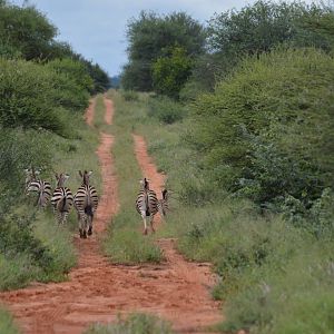 Burchell's Plain Zebra South Africa