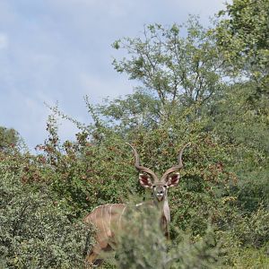 Kudu South Africa