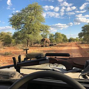 A visitor...    Elephant