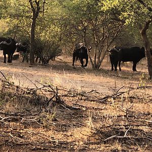 Cape Buffalo Herd South Africa