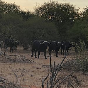 Cape Buffalo Herd South Africa