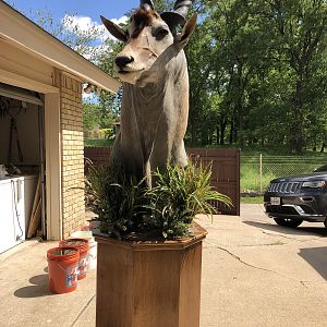 Eland Shoulder Mount Pedestal Taxidermy