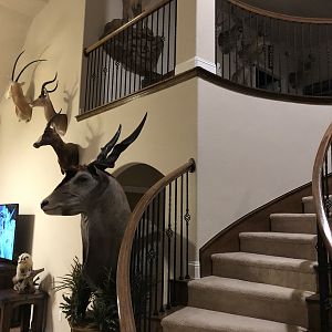 Eland Shoulder Mount Pedestal Taxidermy