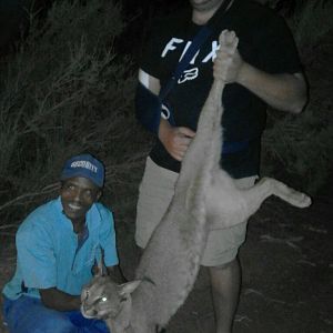 Hunting Caracal South Africa