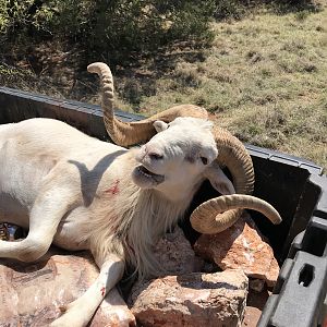 Texas Hunt Dall Sheep
