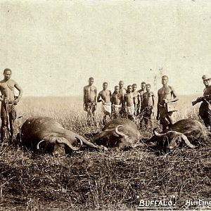 Buffalo hunting in Central Africa