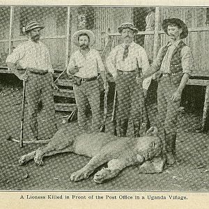 Lioness killed in front of the post office in a Uganda village