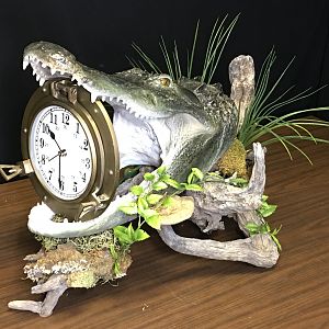 Alligator Taxidermy