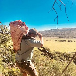 Kudu Hunting South Africa