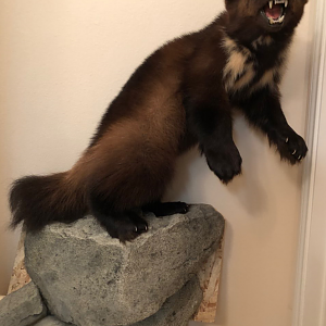 Wolverine Full Mount Taxidermy