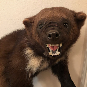 Wolverine Full Mount Taxidermy