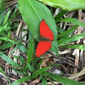 Butterflies from the forrest in Camaroon