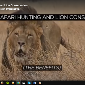 Ethical Safari Hunting and Lion Conservation