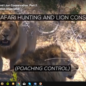 Ethical Safari Hunting and Lion Conservation. Part 2