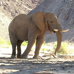 Elephant