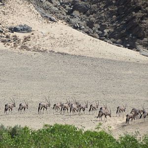 Gemsbok