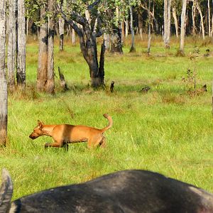 Dingo Australia