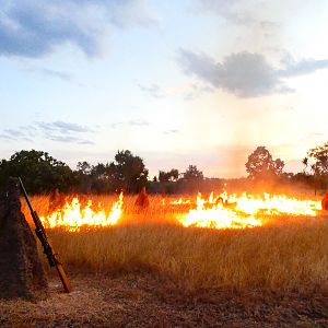 Controlled fires for new growth