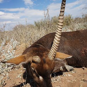 Hunting Waterbuck