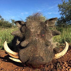 Hunting Warthog South Africa