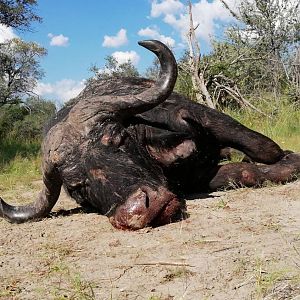 Namibia Hunting Cape Buffalo