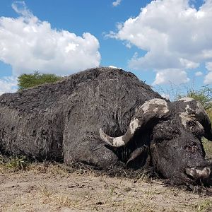 Hunt Cape Buffalo Namibia