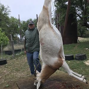 Texas oryx cow