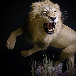 Lion Charge Full Mount Taxidermy