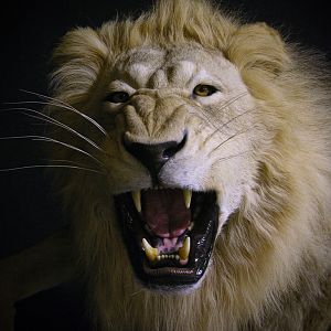 Lion Charge Full Mount Taxidermy