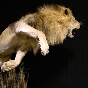 Lion Charge Full Mount Taxidermy