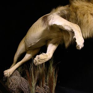 Lion Charge Full Mount Taxidermy