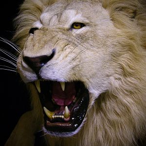 Lion Charge Full Mount Taxidermy