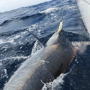 Marlin Fishing South Africa