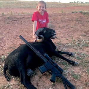 Black Hawaiian Sheep Hunting USA