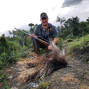 South Africa Hunting African Porcupine