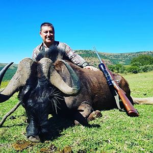 Hunting Black Wildebeest South Africa