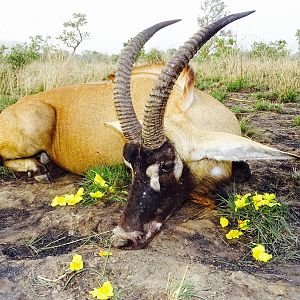 Roan Antelope Hunting in Benin