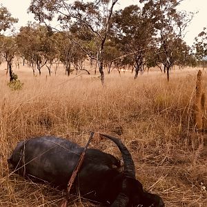 Hunting Asiatic Water Buffalo Australia