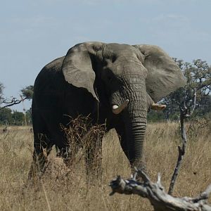 Elephant Zimbabwe