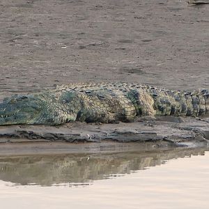 Crocodile Zambia