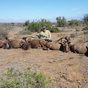 Blue Wildebeest Culling Hunt South Africa