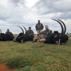 South Africa Hunting Sable Antelope