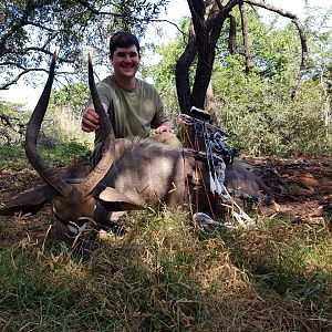 Bow Hunting Nyala South Africa