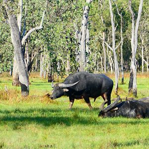 Asiatic Water Buffalo Australia