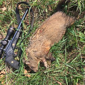 Hunting Groundhog