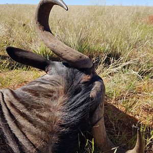 Blue Wildebeest Hunt South Africa