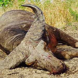 West African Savannah Buffalo Hunting Benin